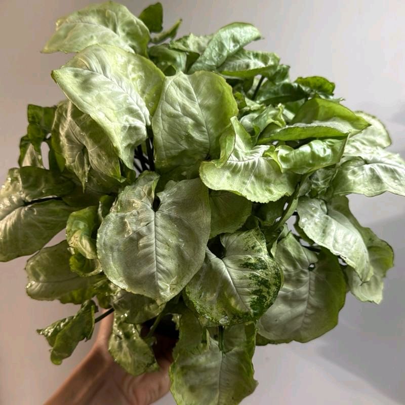Syngonium moonshine 6"