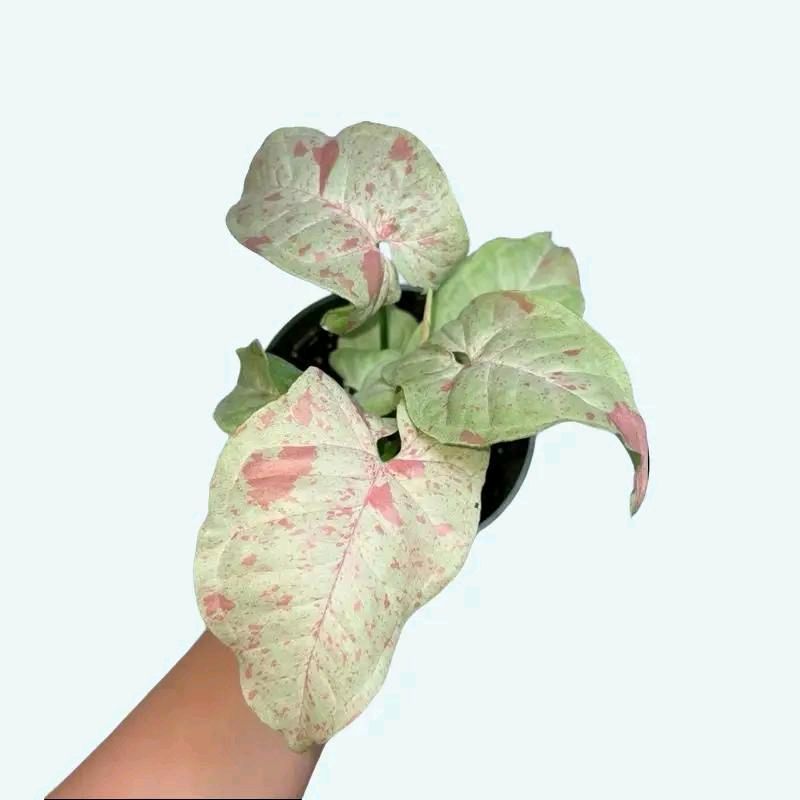 Syngonium Bundle Box - 3 Easy-to-Care-for Syngoniums in 4" Pots