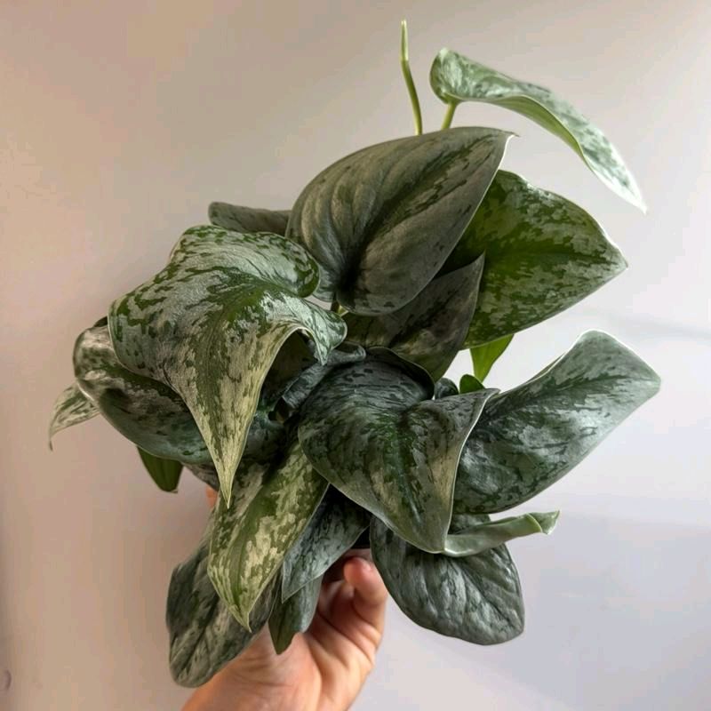 Silver pothos (Scindapsus exotica) 4" Pot -