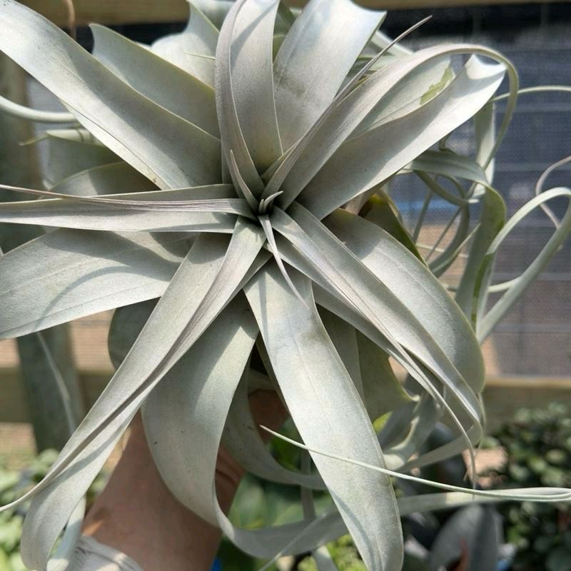 Tillandsia Xerographica Live Tropical Air Plant for Beginners
