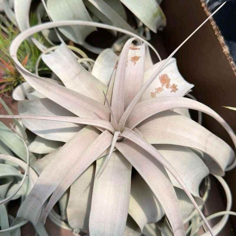 Tillandsia Xerographica Live Tropical Air Plant for Beginners