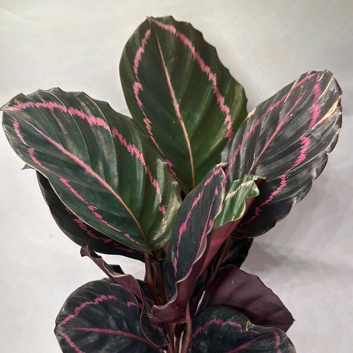 Calathea Dottie 6”