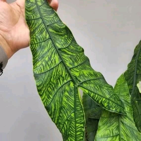 Alocasia Zebrina Reticulata