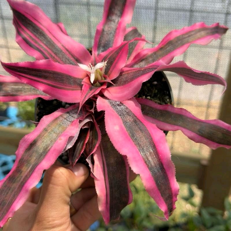 Cryptanthus Red Baron Earth Star Bromeliad Pink Tillandsia
