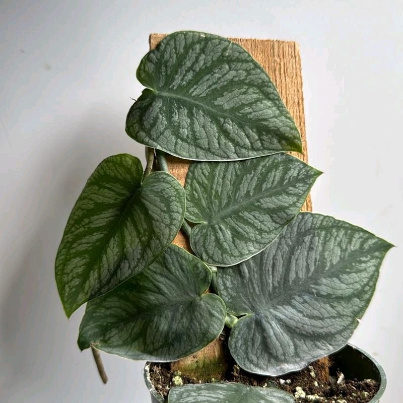 Monstera Dubia pole 4"