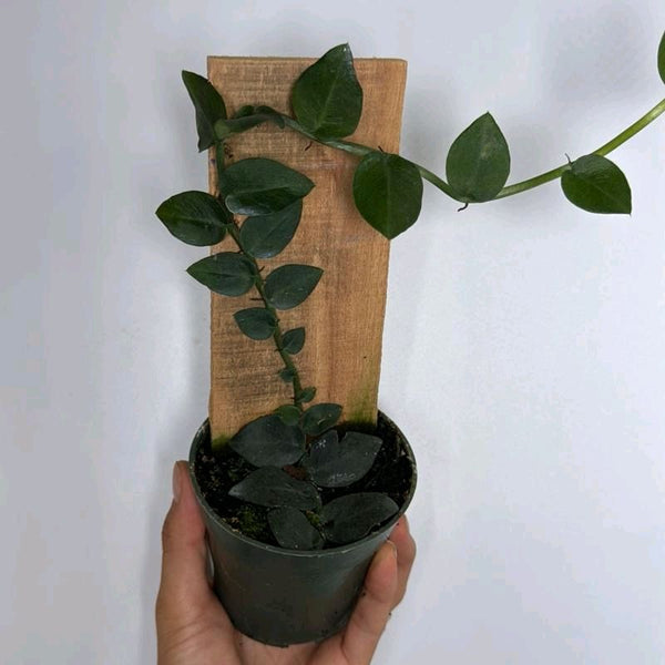Rhaphidophora Hayii