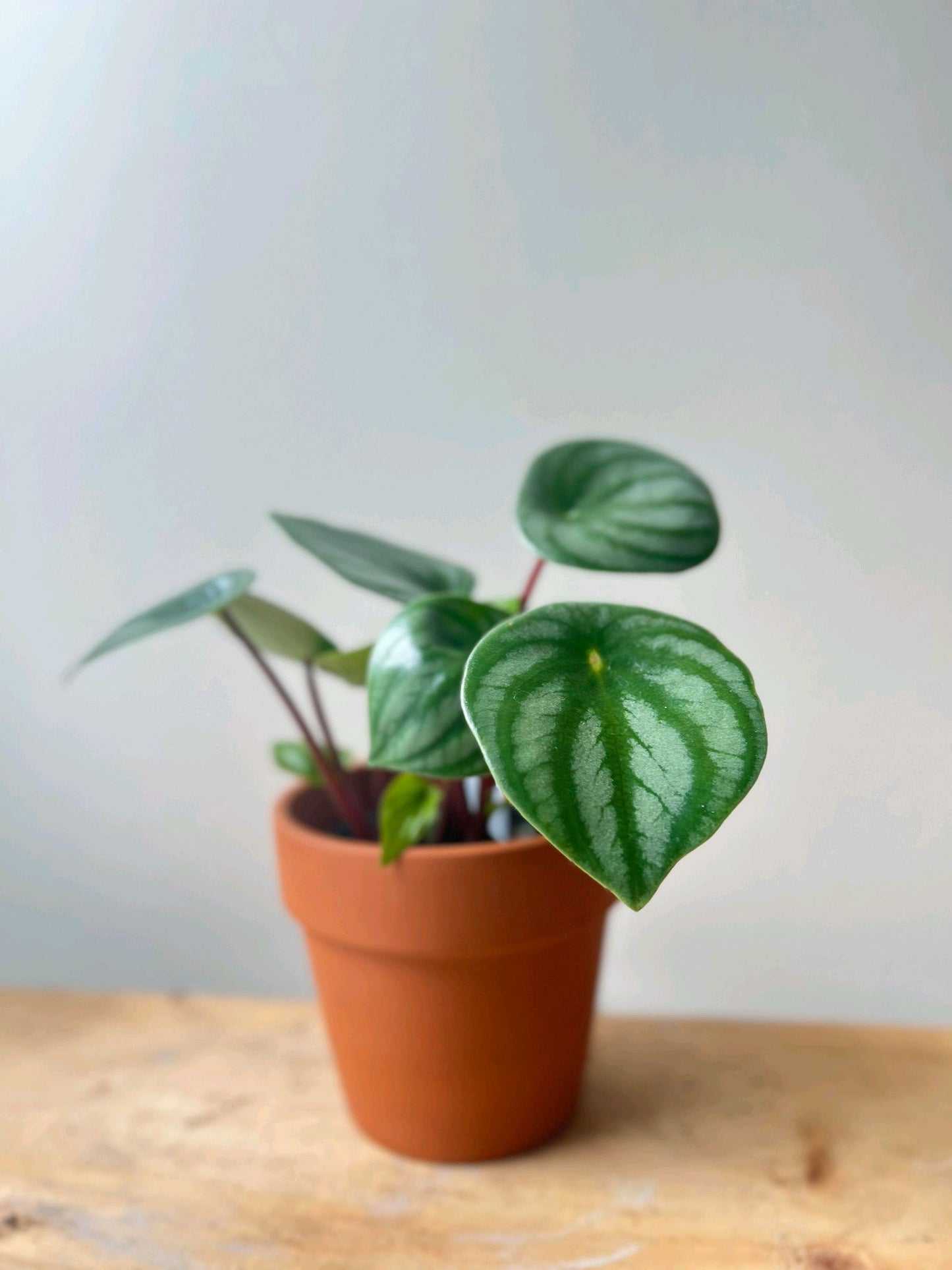 Peperomia Watermelon 4"
