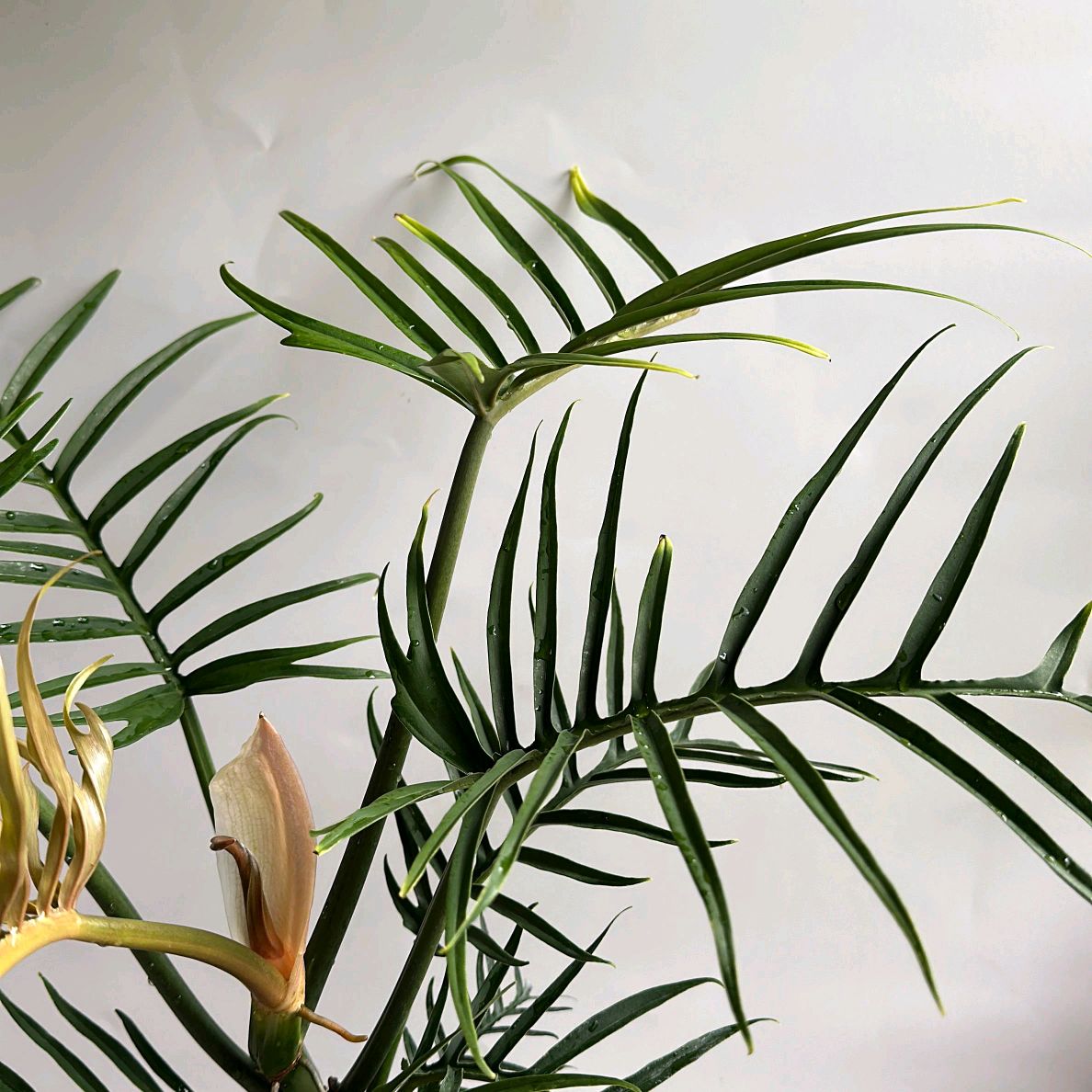 Philodendron Tortum Plant 6"