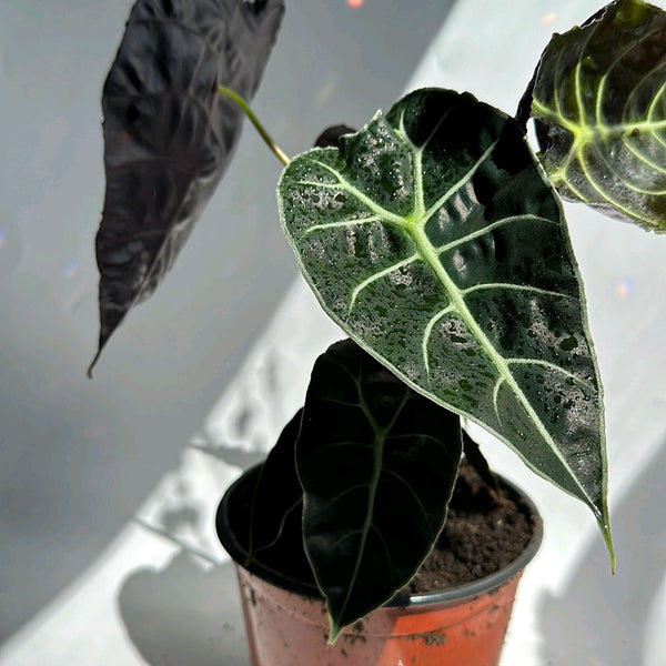 Alocasia Watsoniana 'Lightning'
