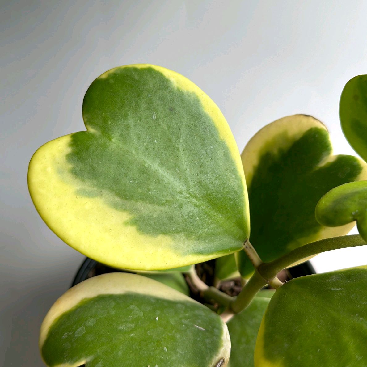 Variegated Hoya Kerrii outer variegation bamboo hoop 6"