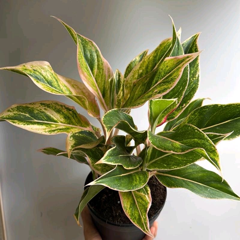 Aglaonema pink panama 6"
