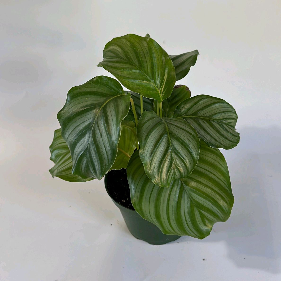 Calathea Orbifolia Plant 6"