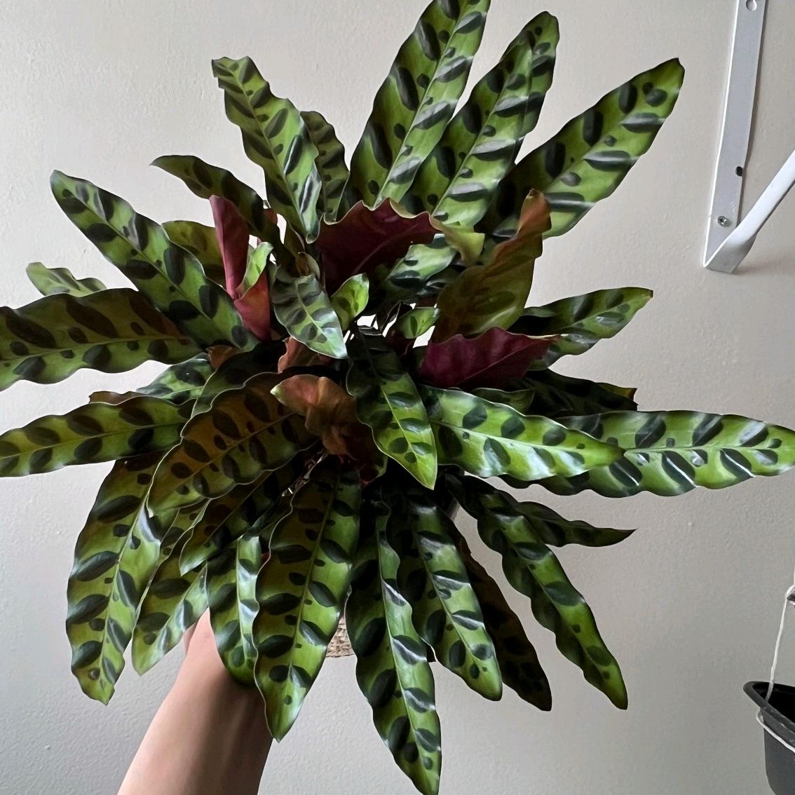 Calathea Lancifolia 6" pot Pet-Friendly