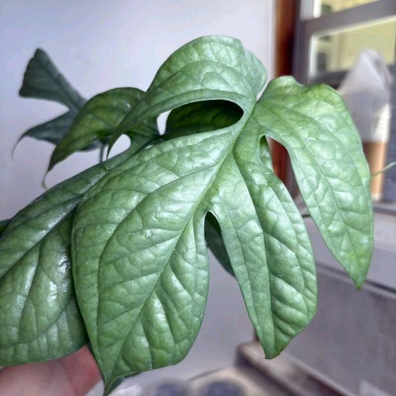 Monstera Amydrium Silver (Spiderman monstera) 4" Pot
