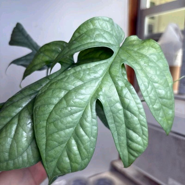 Monstera Amydrium Silver (Spiderman Monstera)