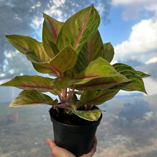 Aglaonema 'Golden Fluorite'
