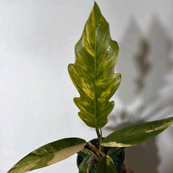 Philodendron Caramel Marble 4” pot