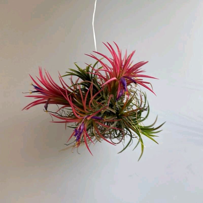 Fuego Ball Tillandsia Ionantha Air Plants Small 1"-2"