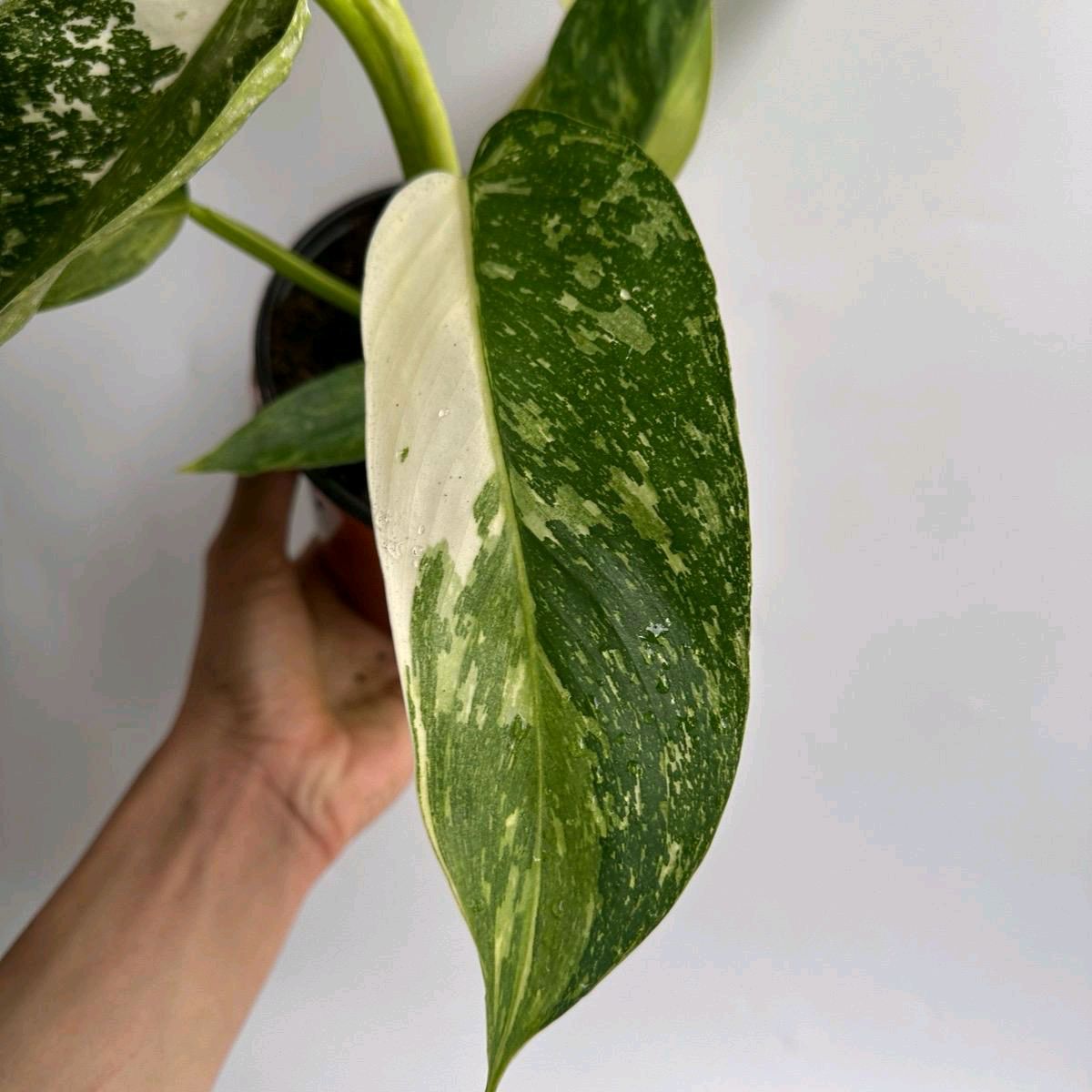 Philodendron Jose Bueno Rare House Plant 6"