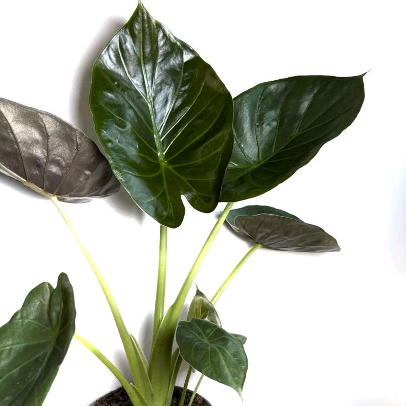 Alocasia Elephant Ear Wentii 6" pot Beginner Friendly Plant for New Plant Owners with Easy Care Requirements & User Friendly Design