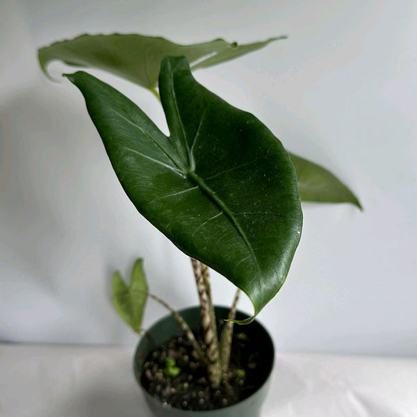Alocasia Zebrina Reticulata