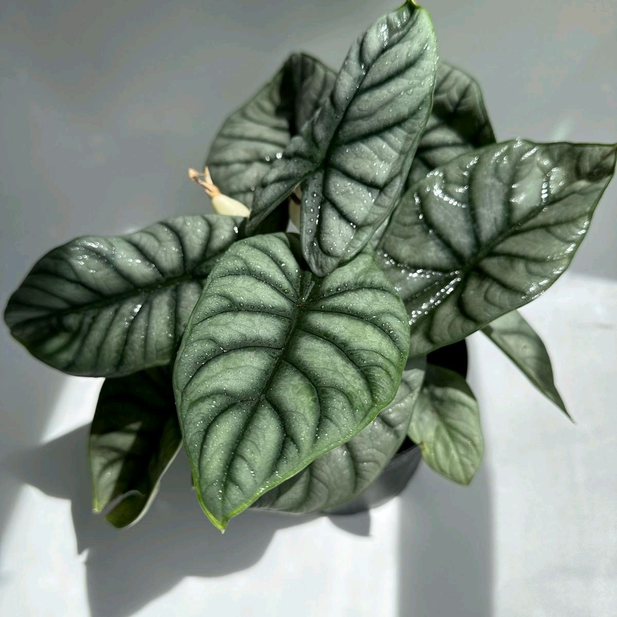 Alocasia Silver Dragon 6"