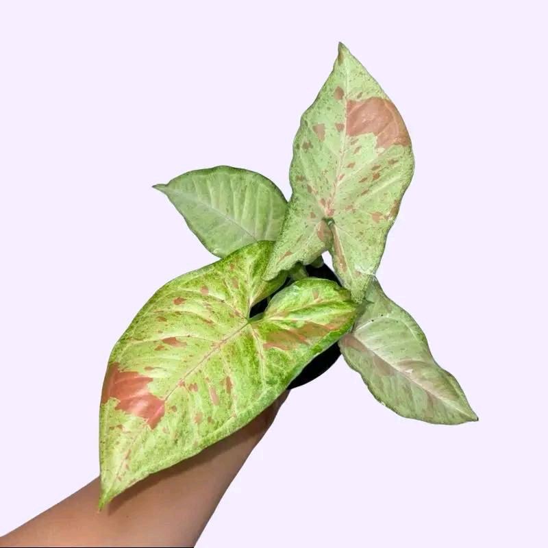 Syngonium Bundle Box - 3 Easy-to-Care-for Syngoniums in 4" Pots