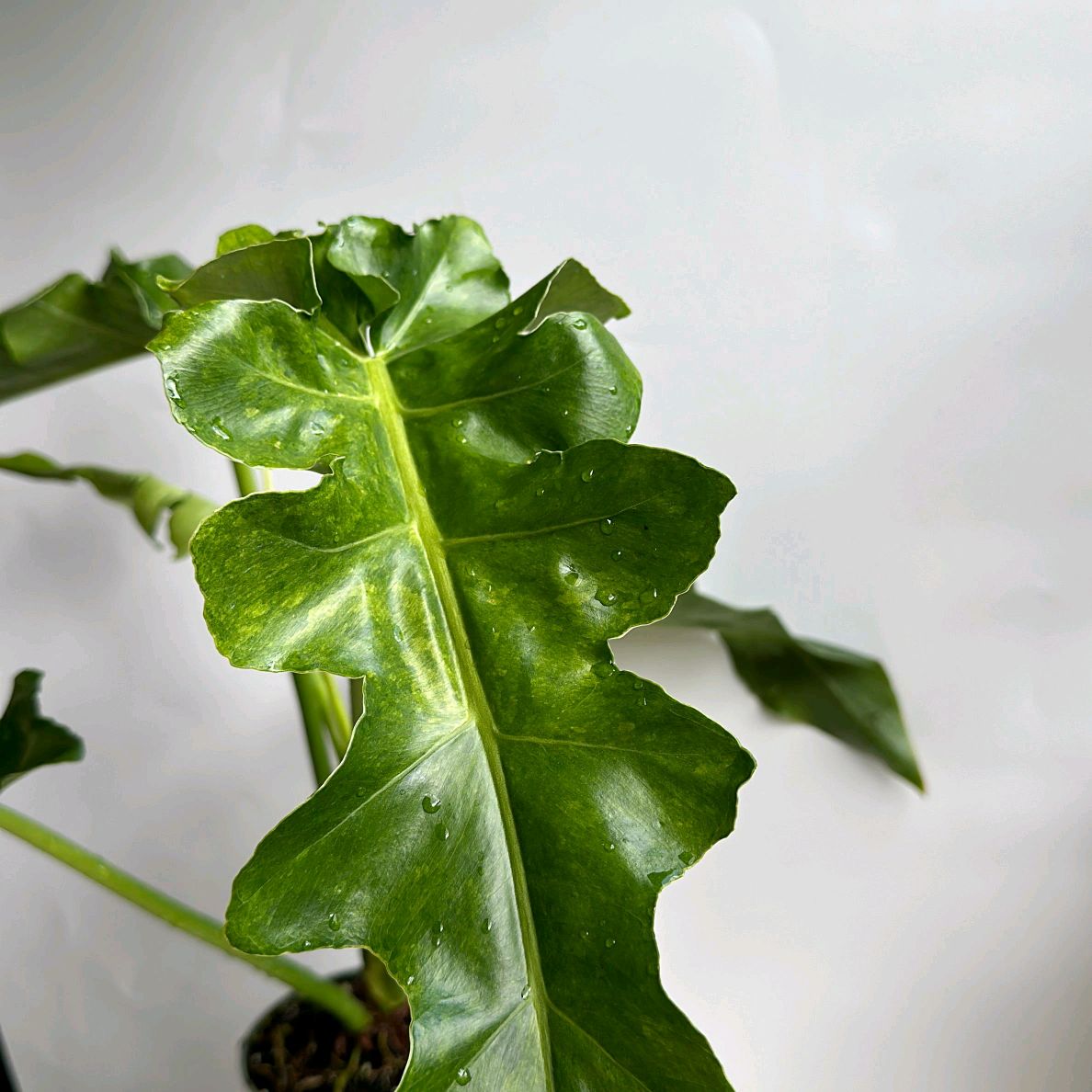 Philodendron Bob Cee Green on green variegation 6"