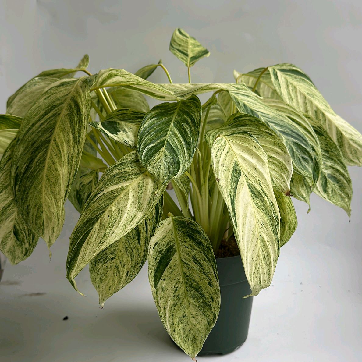 Stromanthe Sp Charlie 6"