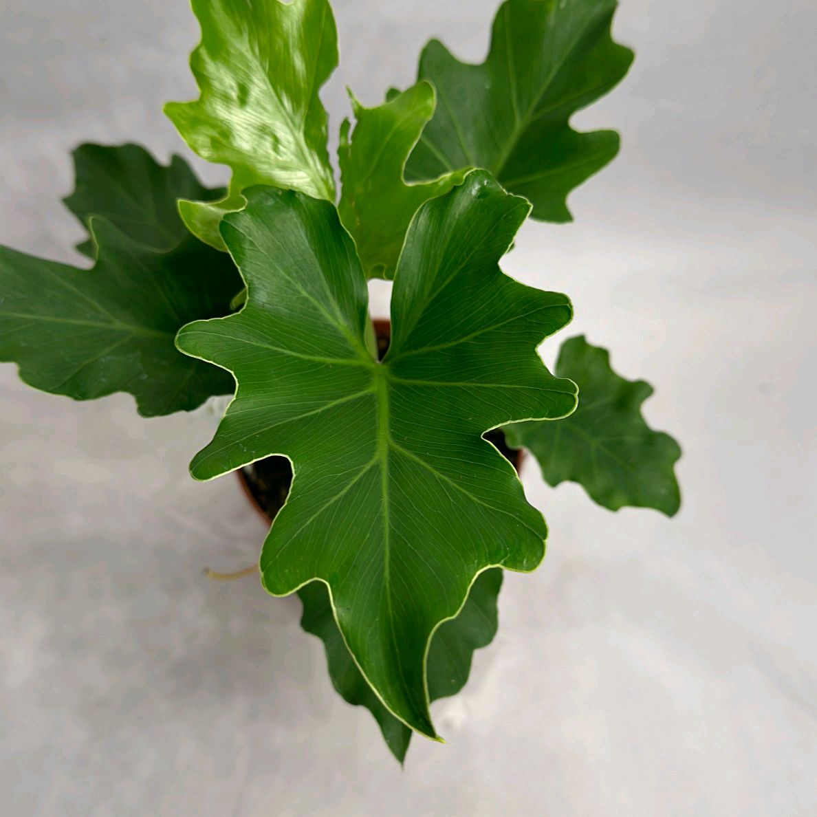 Philodendron Lickety Split 6" Pot
