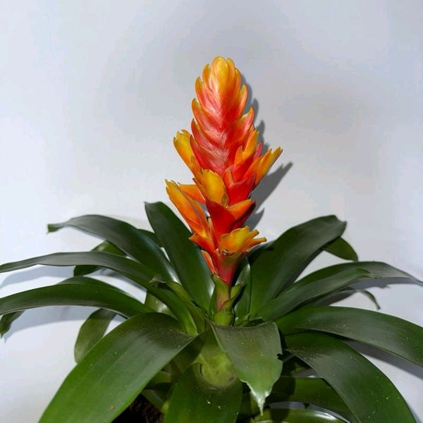 Vriesea Bromeliad Orange Flower