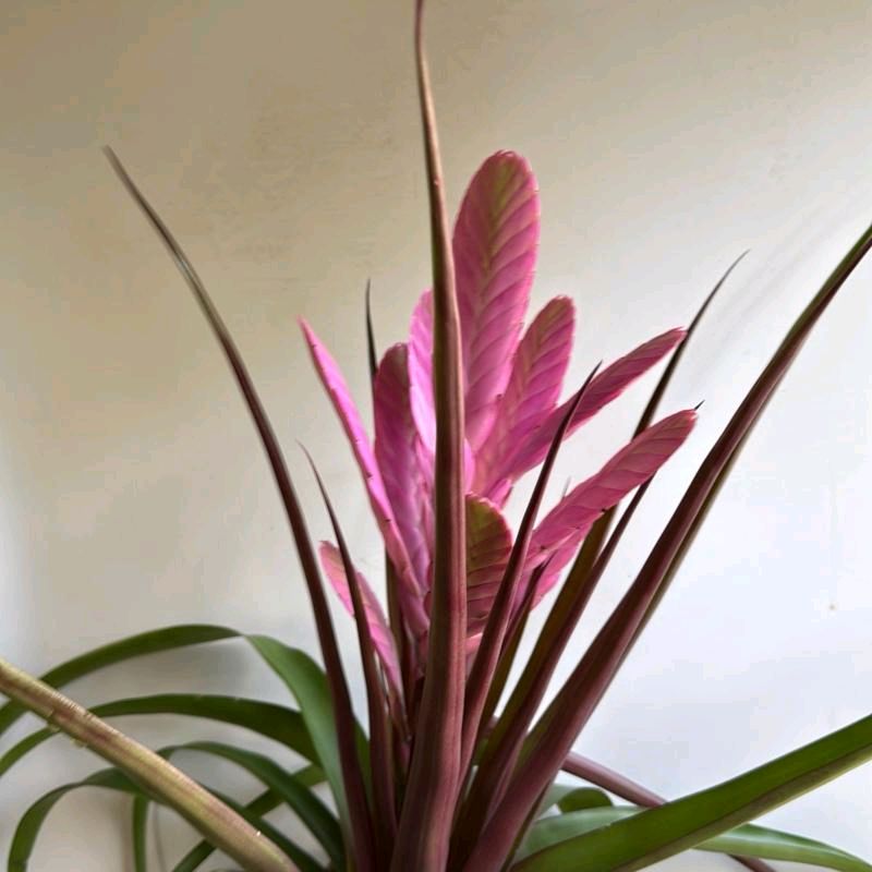 Tillandsia Antonio Pink 6"