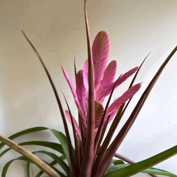 Tillandsia 'Antonio'