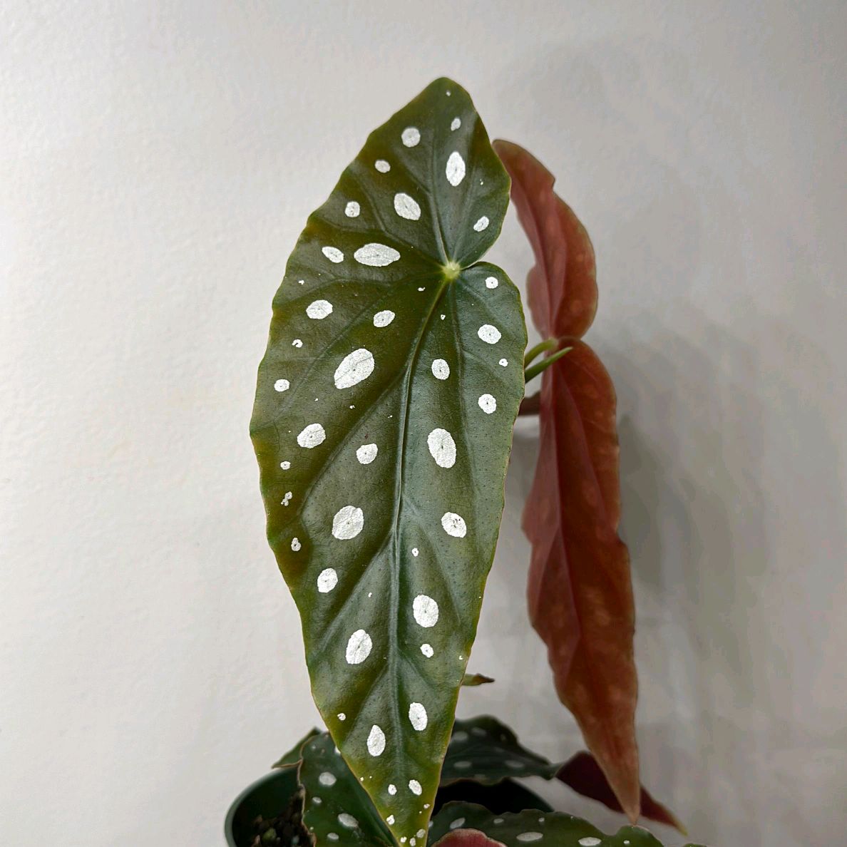 Begonia maculata 4"