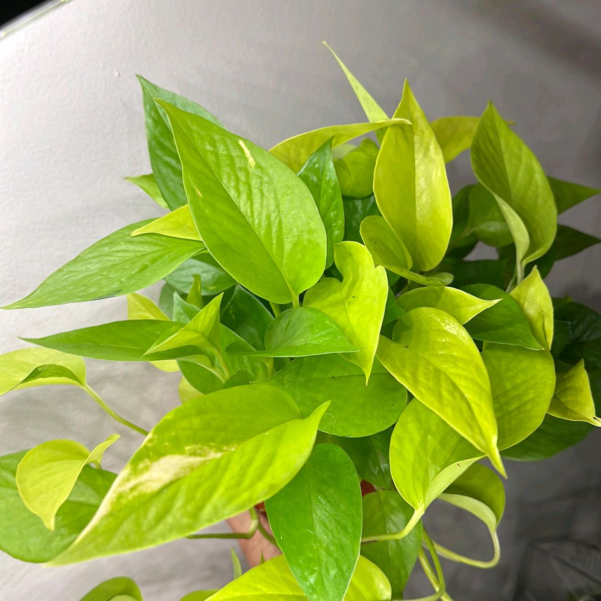 Pothos Neon 4"