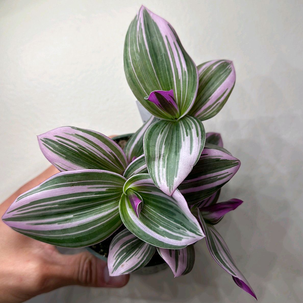 Tradescantia Nanouk 4"