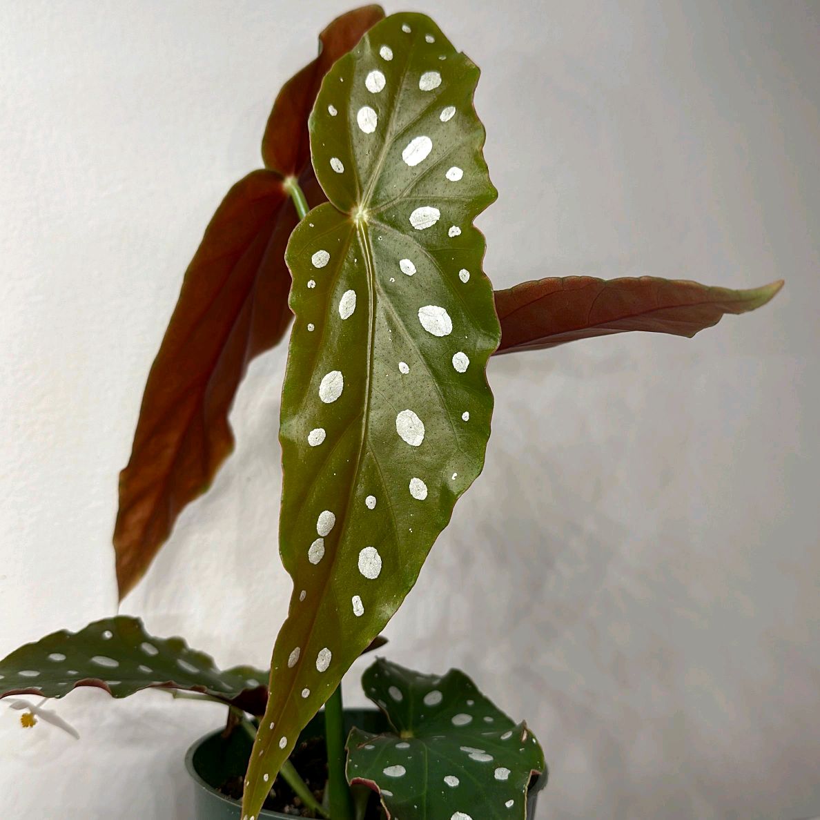 Begonia maculata 4"