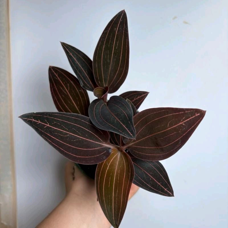 Jewel Orchid Ludisia Dark leaf Rare House Plant