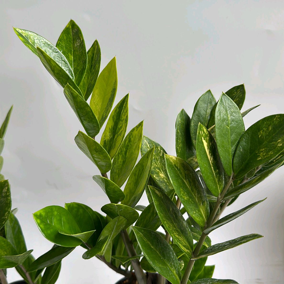 Variegated Zz Plant - Rare Indoor Decorative