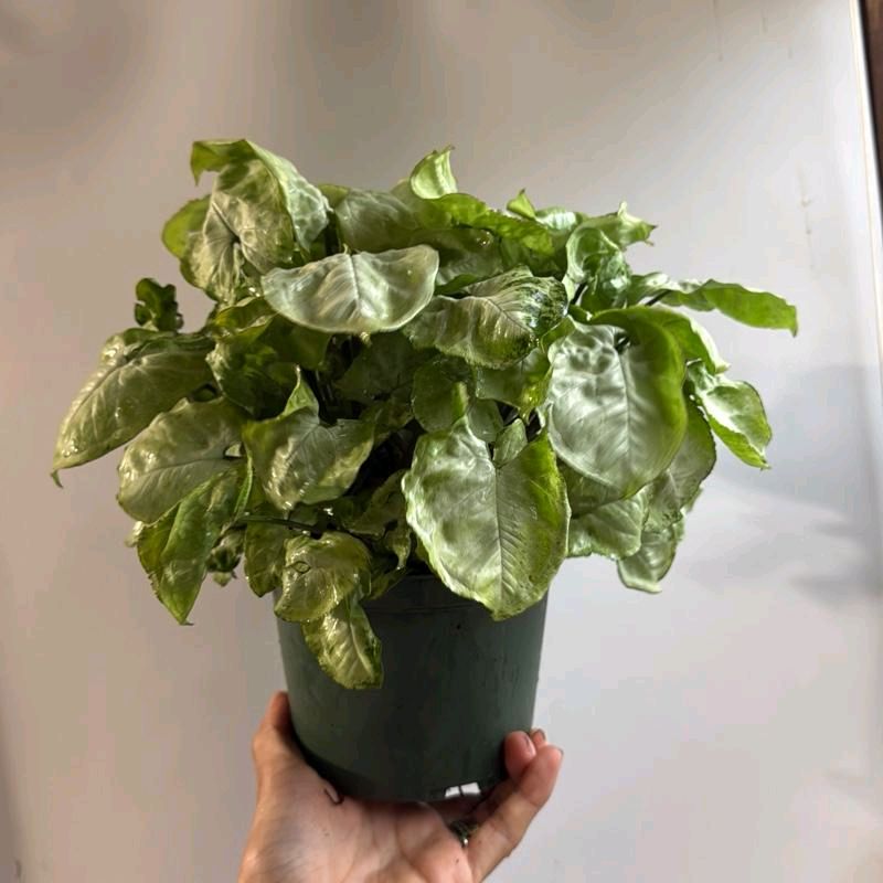 Syngonium moonshine 6"