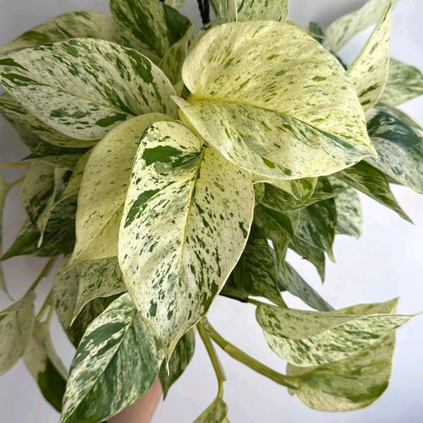 Pothos Snow Queen