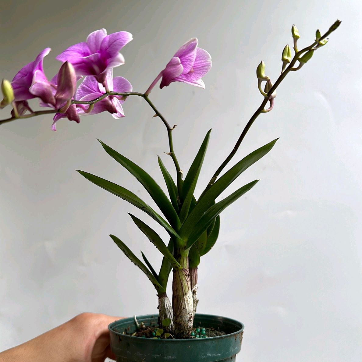Mini orchids pink flower 4