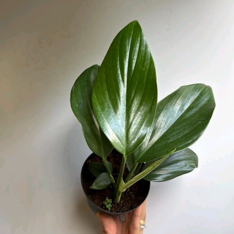 Rhaphidora Decursiva Dragon Tail 4"