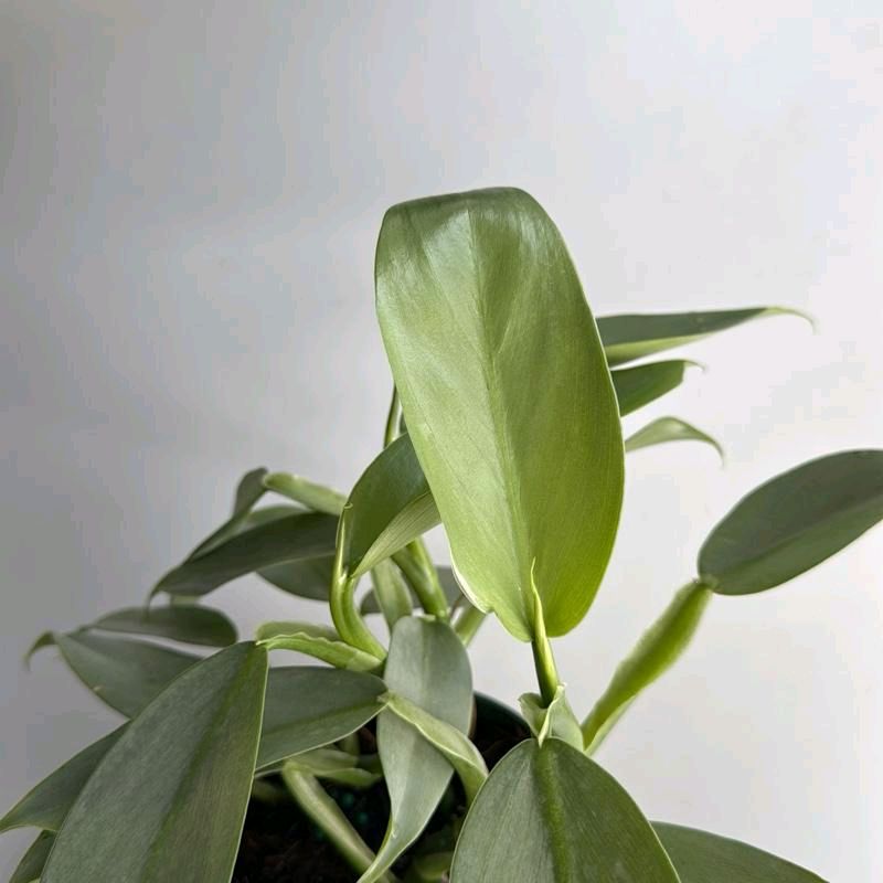Silver sword philodendron