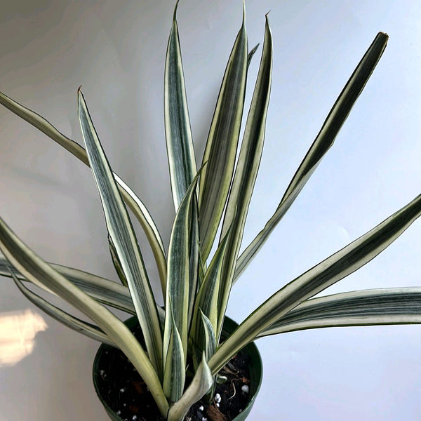 Sansevieria 'Bantel's Sensation'