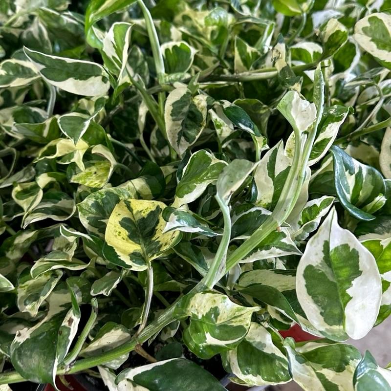 Pothos Pearls and Jade 6"