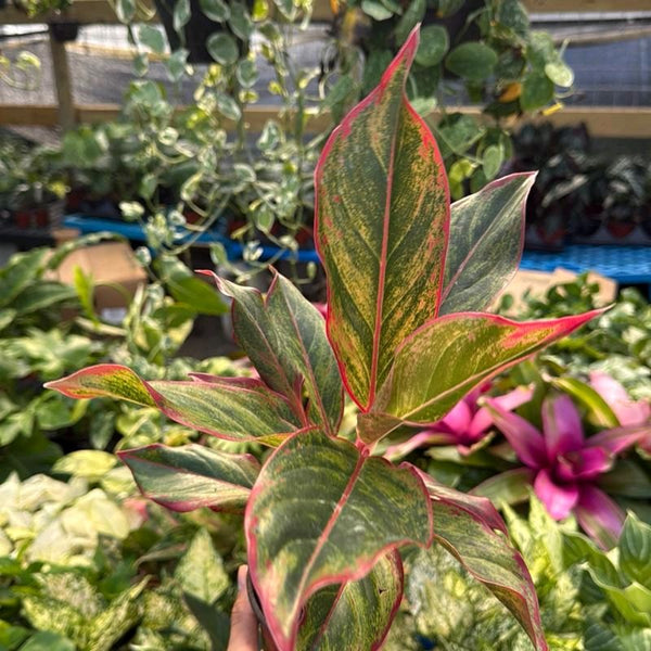 Aglaonema 'Siam Aurora'