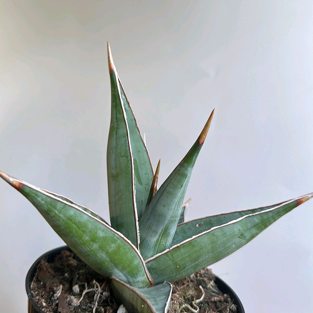 Sansevieria Pinguicula