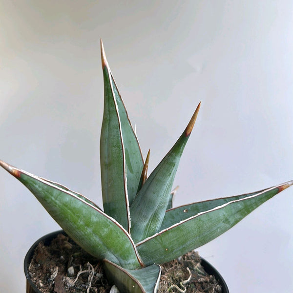Sansevieria Pinguicula