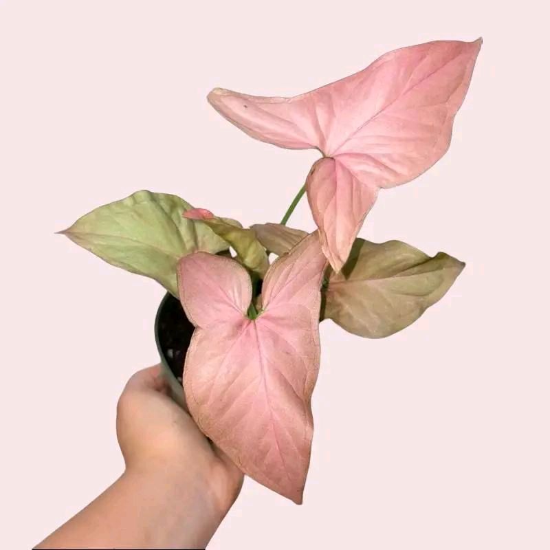 Syngonium Bundle Box - 3 Easy-to-Care-for Syngoniums in 4" Pots